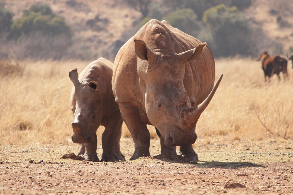rhino conservation