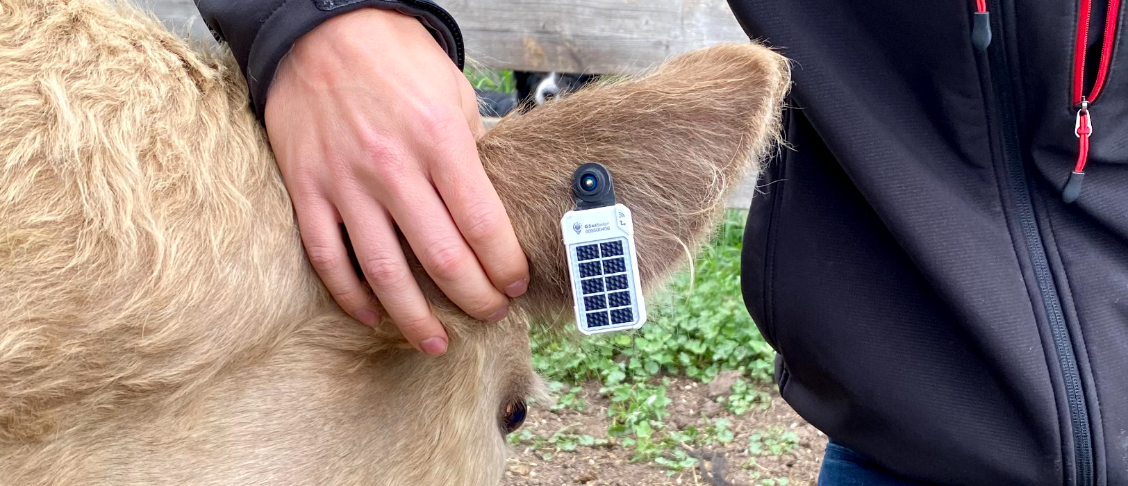 rancher eartag