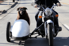 sidecar_moto