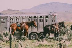 roundup truck